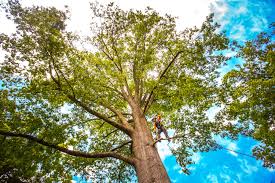 Best Seasonal Cleanup (Spring/Fall)  in Ogallala, NE
