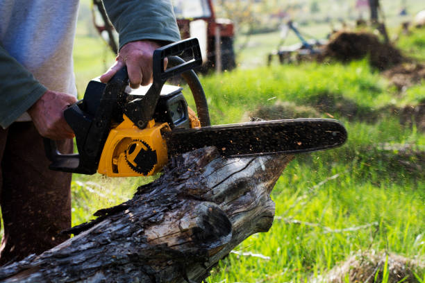 Best Stump Grinding and Removal  in Ogallala, NE