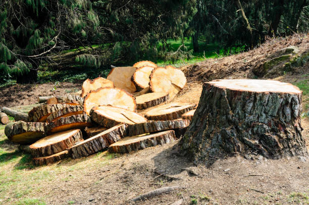 How Our Tree Care Process Works  in  Ogallala, NE